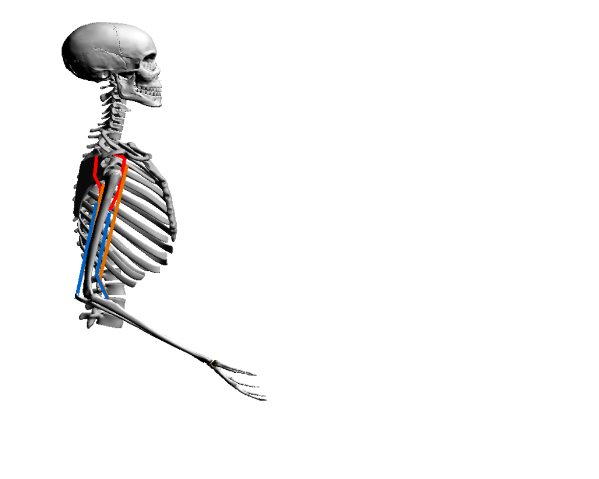 Human skeleton with schematic arm musculature.
