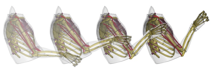Vier Computer-Simulationen eines Oberkörpers. Der Arm winkelt sich auf jedem der Fotos ein Stück mehr an. Dabei werden unterschiedliche Muskelgruppen beansprucht.