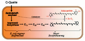 Astaxanthin