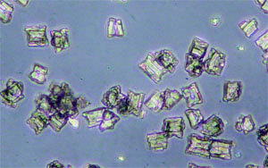Mikroskopische Aufnahme des Fällprodukts bei 100-facher Vergrößerung