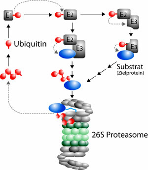 Das Ubiquitin-Proteasom-System