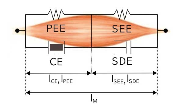 Muskelschema