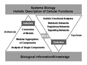 Die Synthese von bottom-up- und top-down-Ansätzen ermöglicht neuartige Strategien im Forschungsfeld der Systembiologie