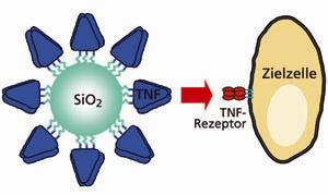 Wirkprinzip von TNF-Nanocytes