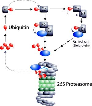 Schematische Darstellung des Zusammenwirkens des Proteins Ubiquitin und der „Abbaumaschine“ Proteasom