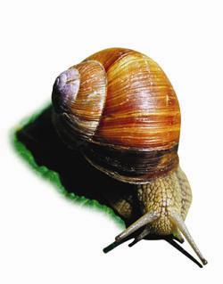 Schnecke