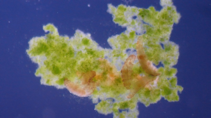 A microscope image shows several frozen tardigrades. 