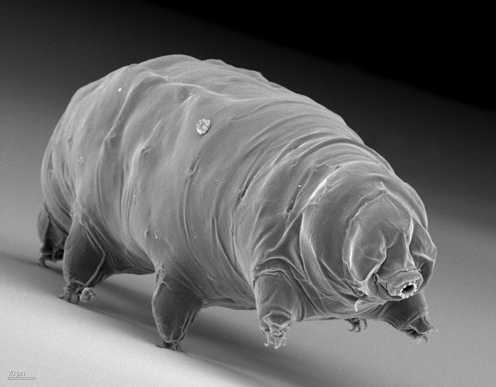 Microscope image of a tardigrade. The plump physique and short legs are reminiscent of a bear.