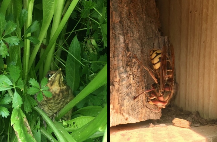 Links: Ein Amseljunges in der Fassade. Rechts: Eine Hornisse beschafft Material für den Nestbau in einem Habitatsystem der Fassade. 