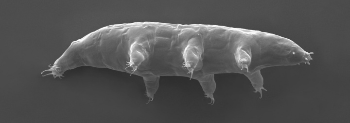 A scanning electron micrograph of Milnesium inceptum