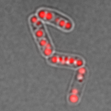 Fluorescent microscopic image of PHB-forming bacteria: the cells are colored to make the PHBs more visible. More than half the volume of the cell is filled with the product.