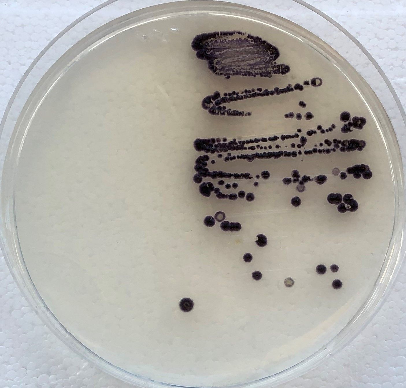 Culture from violacein cells.