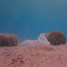 Plastik zwischen Korallen auf dem Meeresgrund vor Curacao.
