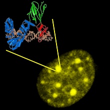 Zellkern einer menschlichen Zelle mit den Komponenten des Detektionssystems. Die gelben Punkte zeigen DNA-Methylierung an den untersuchten Regionen des Genoms an.