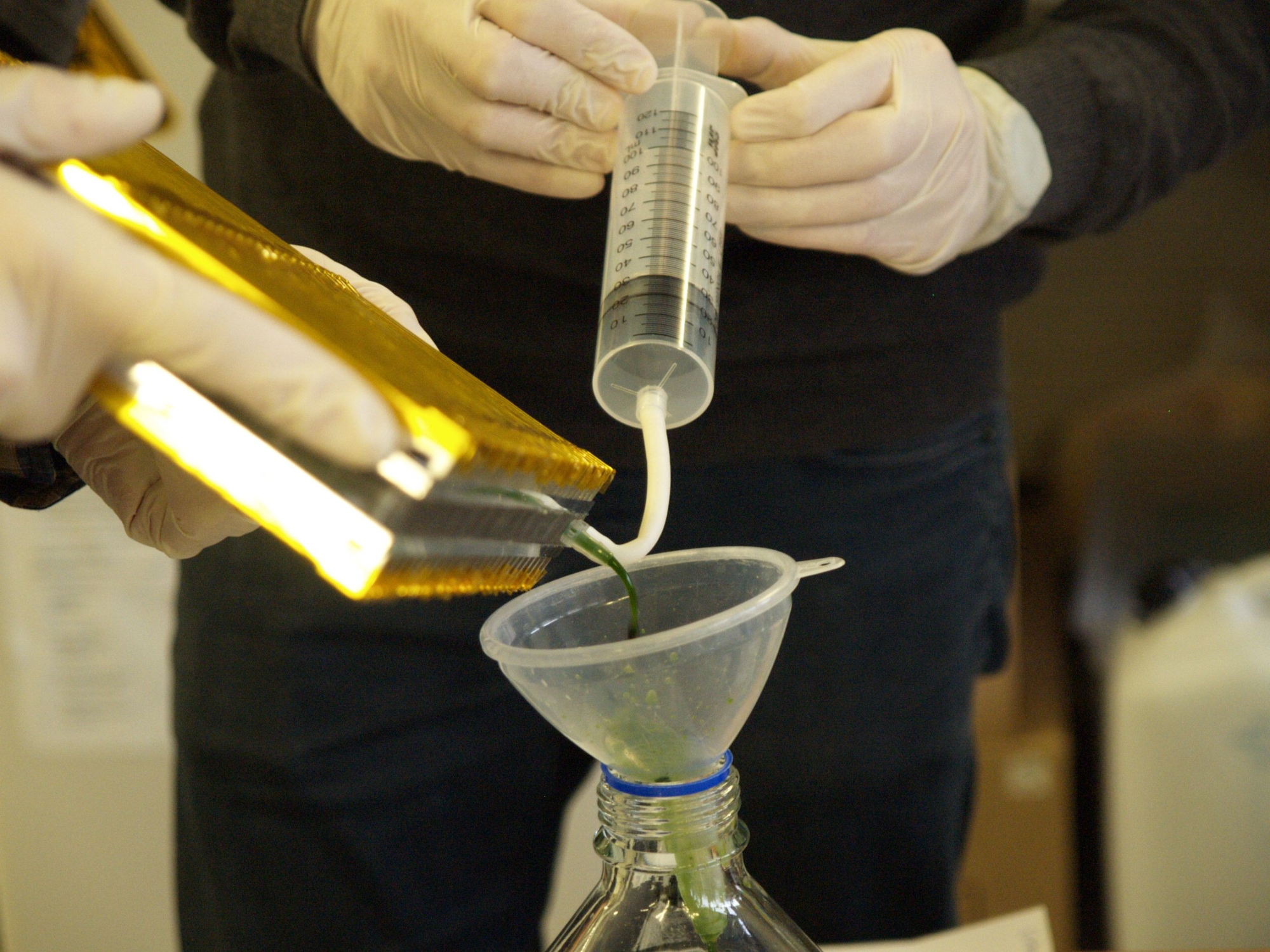 Harvesting oft he microalgae.