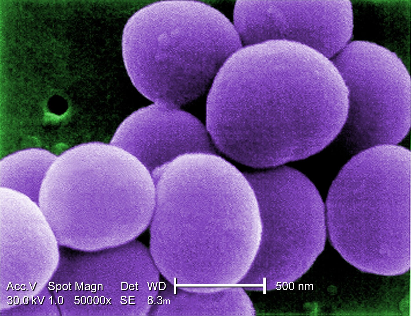 vancomycin-resistant staphylococcus aureus-stems