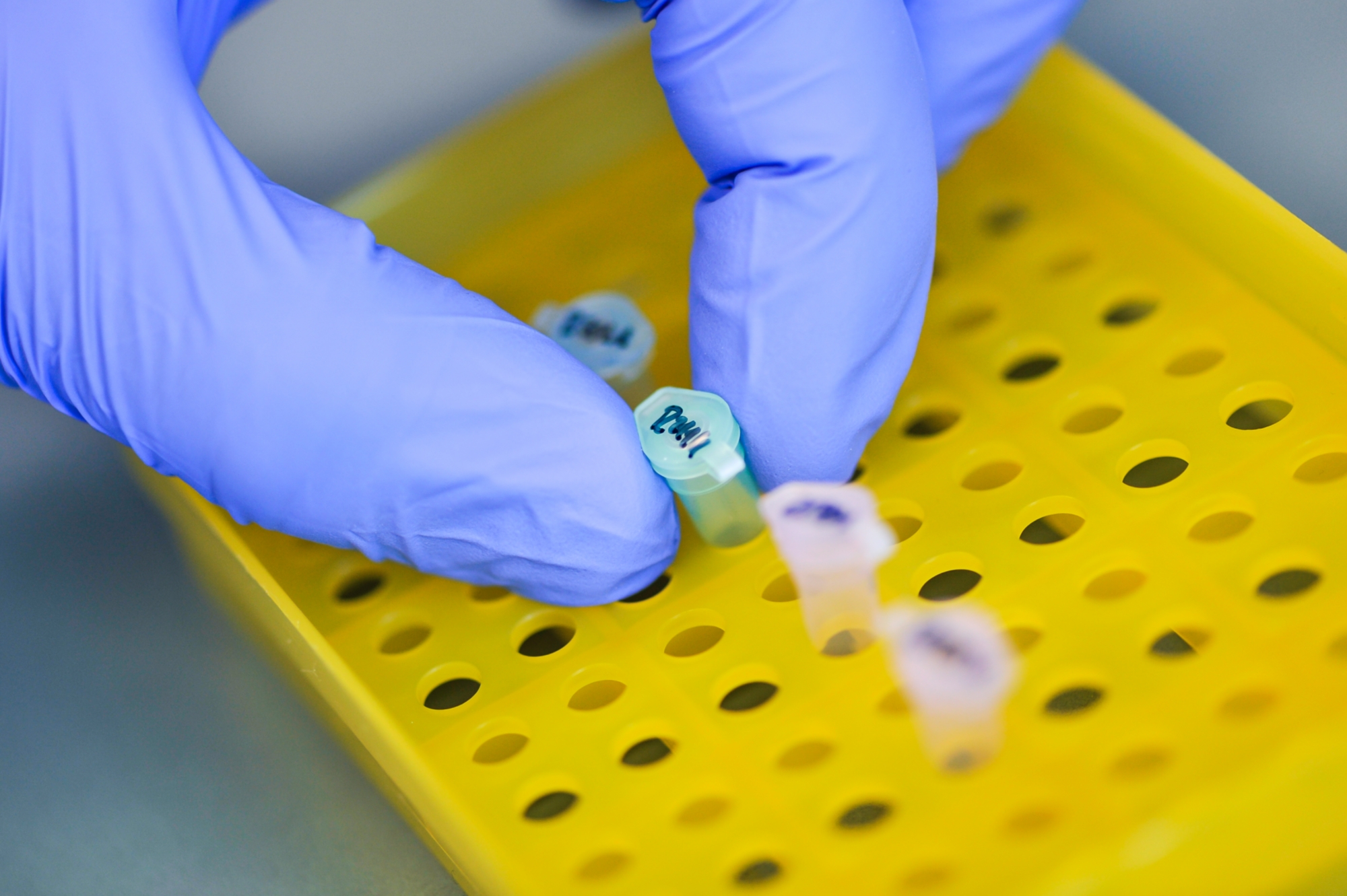 Laborsituation in der Abteilung Eukaryotengenetik des Instituts für Industrielle Genetik