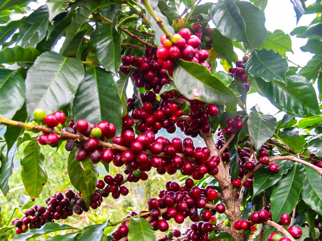 Red fruits of a coffey plant