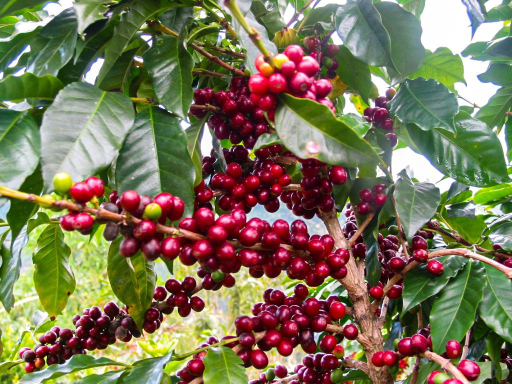 Rote Früchte einer Kaffeepflanze