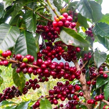 Rote Früchte einer Kaffeepflanze