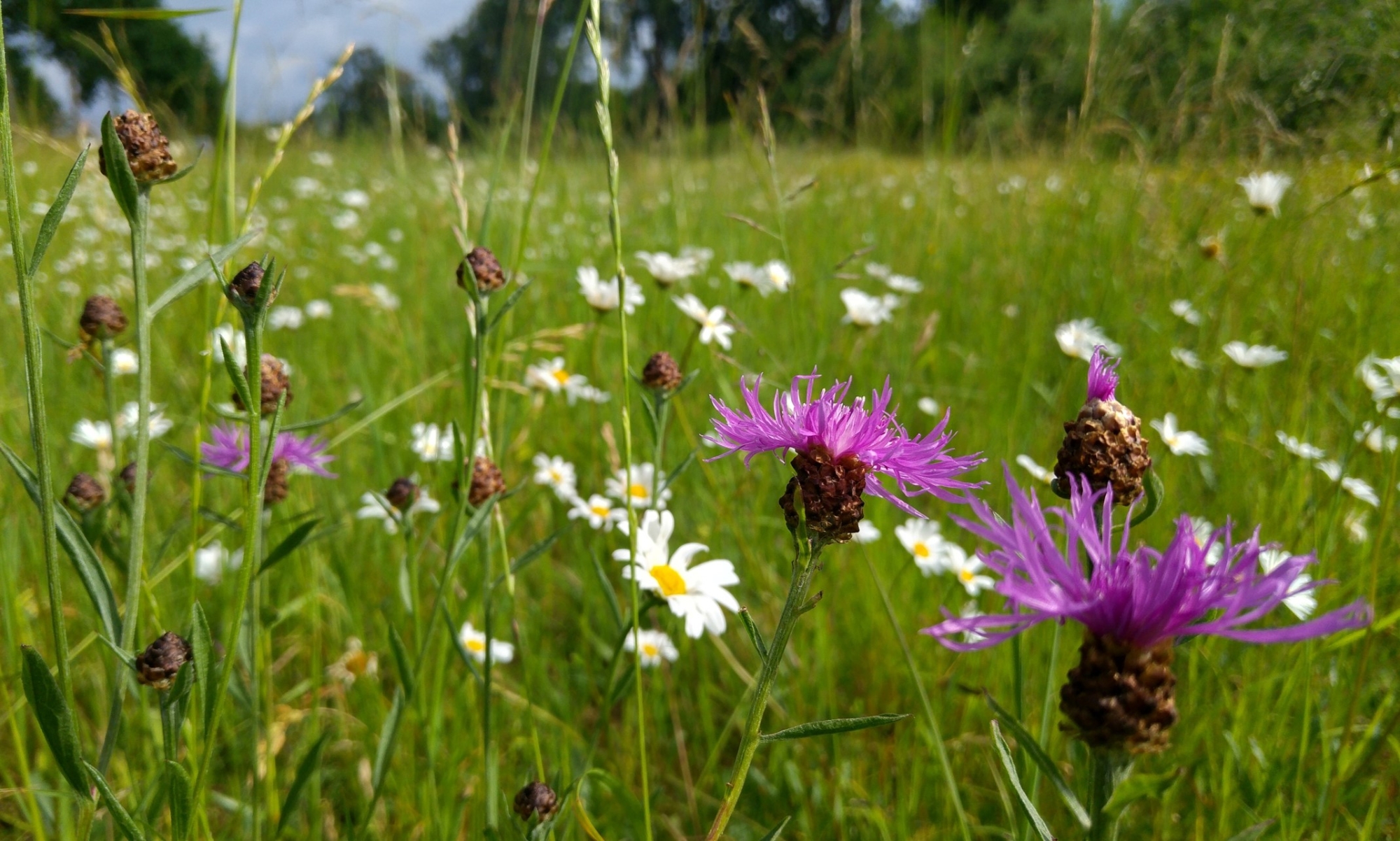 Wiesenblumen in einer städtischen Grünanlage