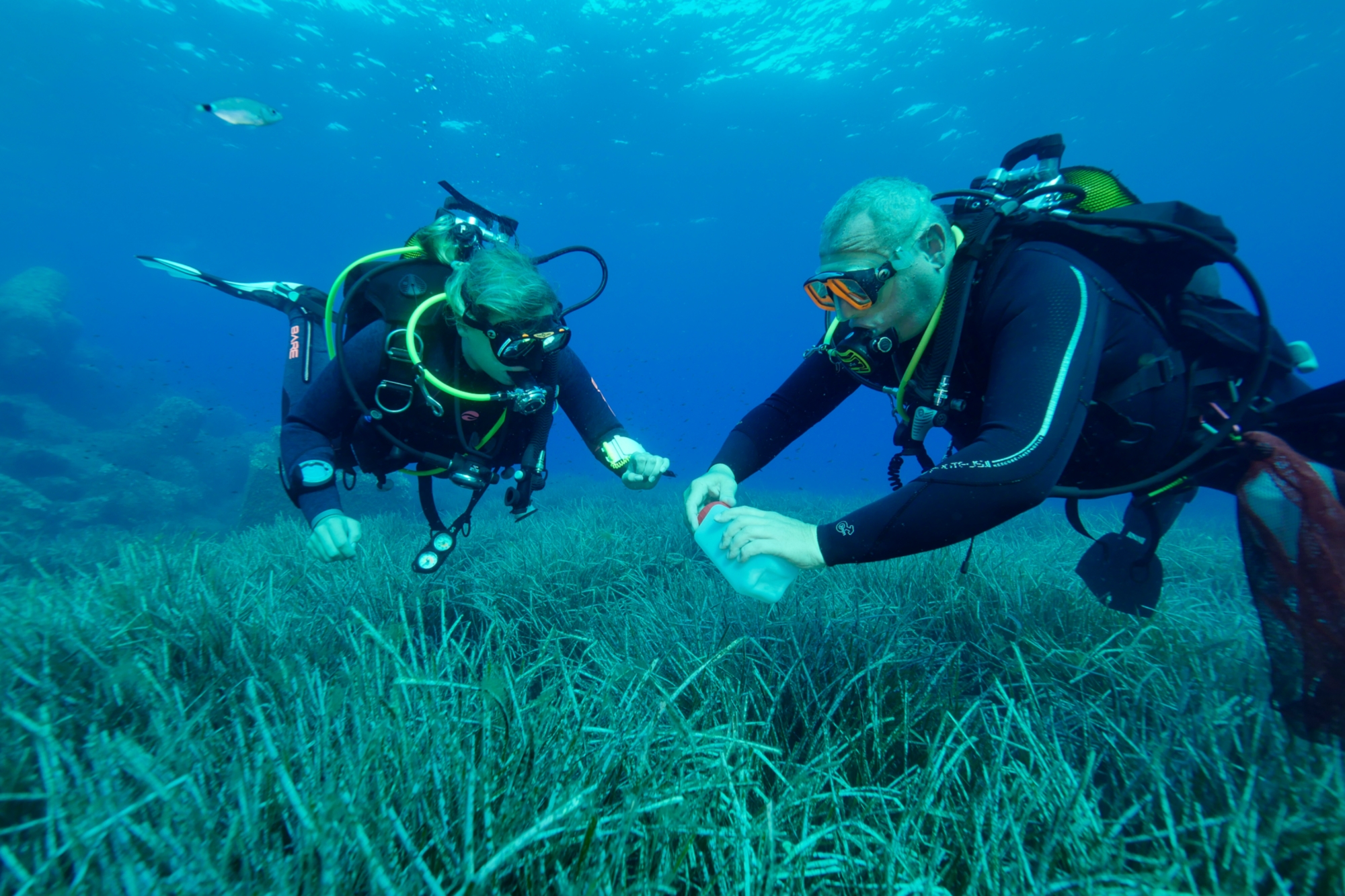 Taucher sammeln Blätter des Neptungrases (Posidonia oceanica) in der Bucht von Calvi auf Korsika.
