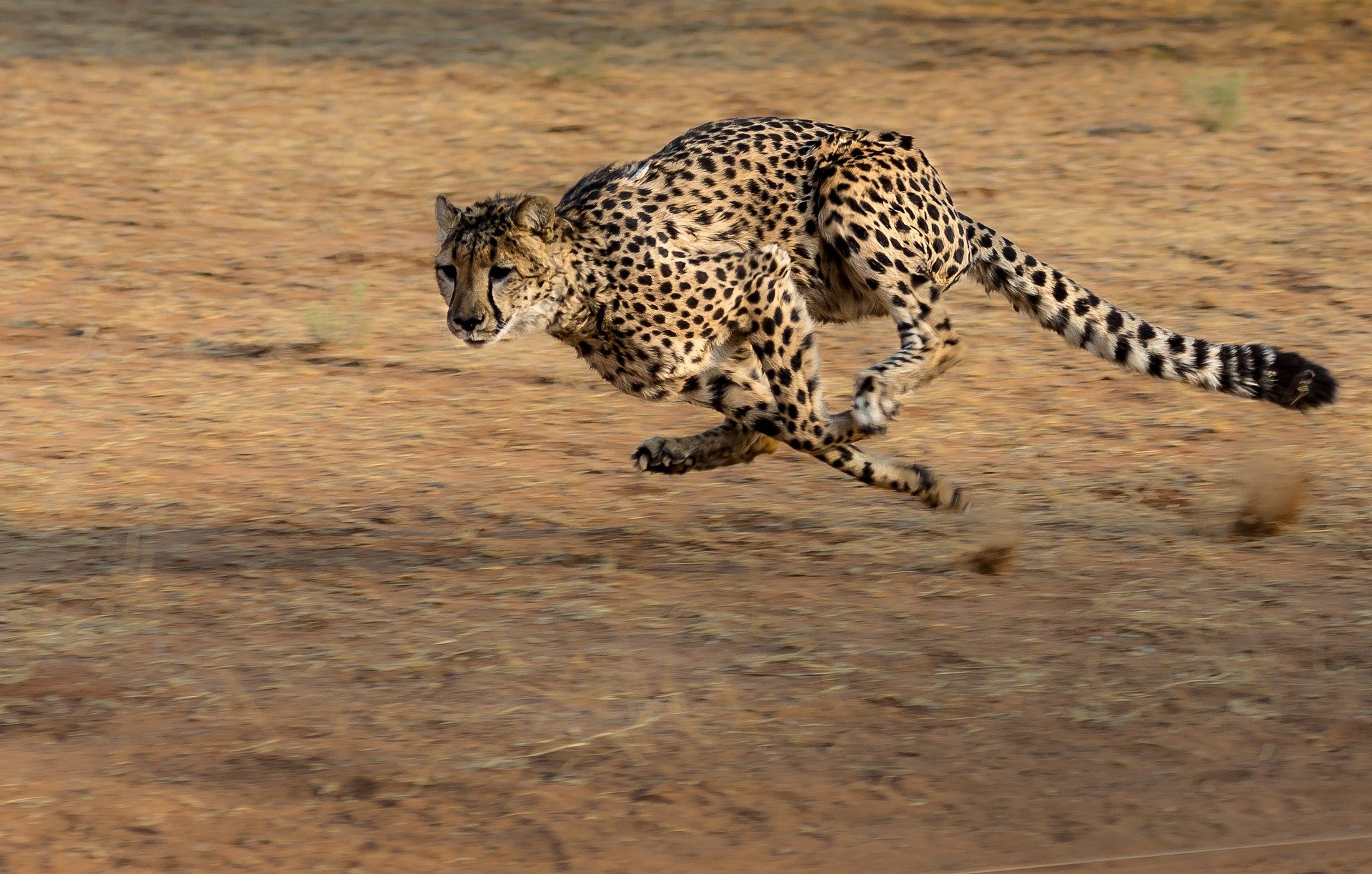 Rennender Gepard: Perfekt an den Sprint angepasste Tiere zeichnen sich durch eine schlanke Körperform, lange Beine sowie eine besonders bewegliche Wirbelsäule aus, um sehr hohe Geschwindigkeiten beim Laufen zu erreichen.