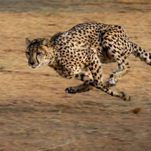 Rennender Gepard: Perfekt an den Sprint angepasste Tiere zeichnen sich durch eine schlanke Körperform, lange Beine sowie eine besonders bewegliche Wirbelsäule aus, um sehr hohe Geschwindigkeiten beim Laufen zu erreichen.