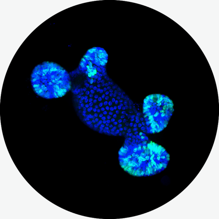 A small intestine organoid from a mouse ("mini-intestine") in a 3D matrix (Matrigel).  