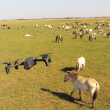 Flying robot flies over a pasture with horses