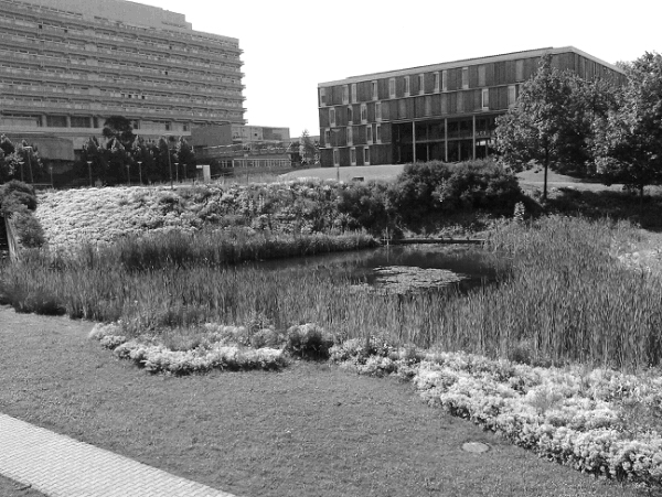 Textfeld:  Abbildung 9: künstlich angelegter Teich, Photo: Anja König