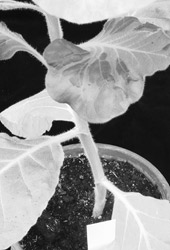 Scheckung und Deformation einer TMV-infizierten Tabakpflanze (systemische Bltter)