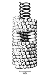 Strukturmodell des Tabakmosaikvirus Strukturmodell des Tabakmosaikvirus