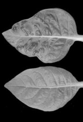 Symptomausprgung einer systemischen TMV-Infektion von <i>Nicotiana tabacum</i> var. Samsun